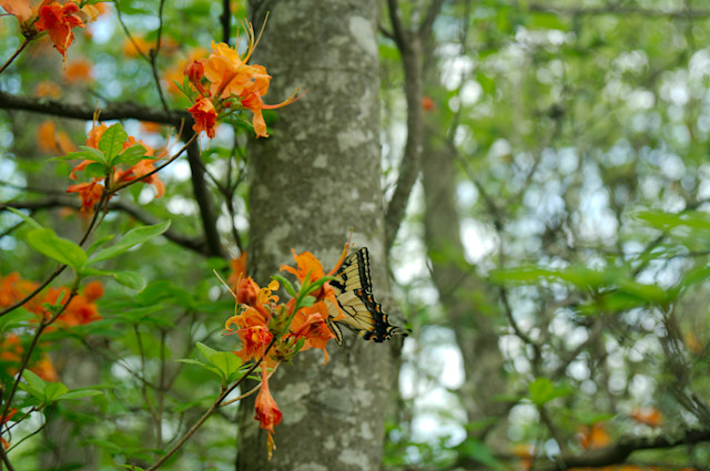 azalea and butterfly on appalachian trail