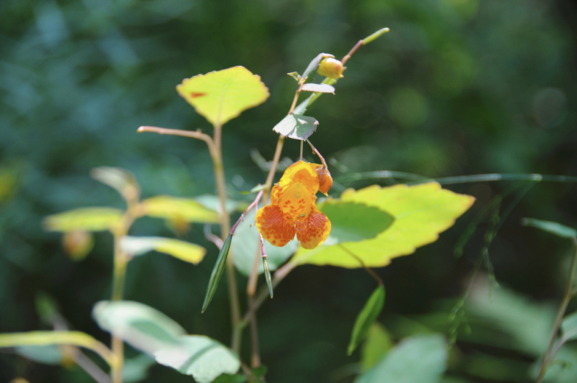 August Jewelweed
