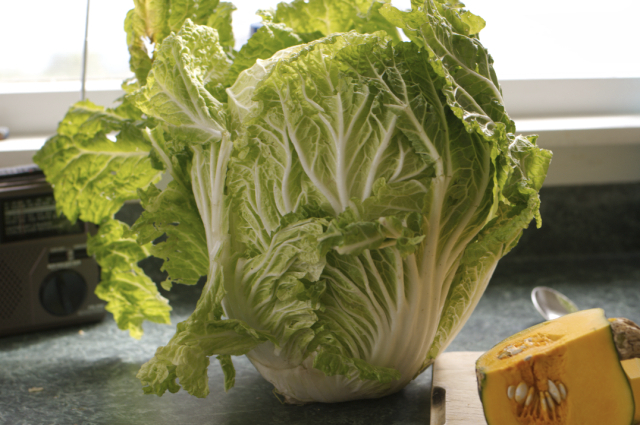 large chinese cabbage